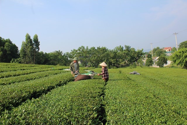 Vùng nguyên liệu chè của Công ty TNHH Maika Food tại khu 7, xã Đồng Trung, huyện Thanh Thủy, tỉnh Phú Thọ. Ảnh: Phi Long.