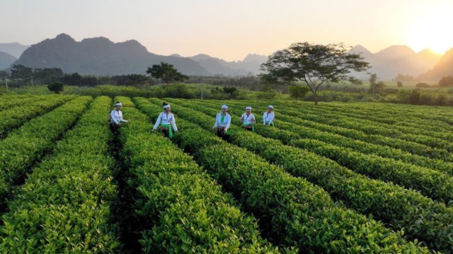 Vùng nguyên liệu chè tại thị trấn Hàng Trạm, huyện Yên Thủy (Hòa Bình), được Công ty TNHH MTV 2-9 Hòa Bình ưu tiên đầu tư phát triển.