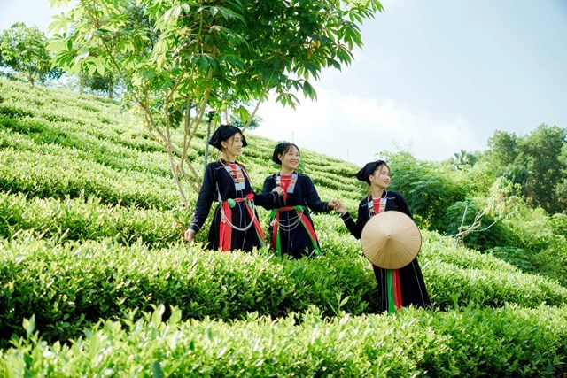 huyện Phú Lương có trên 4.130 ha chè là địa phương có diện tích trồng chè lớn thứ hai của tỉnh Thái Nguyên.