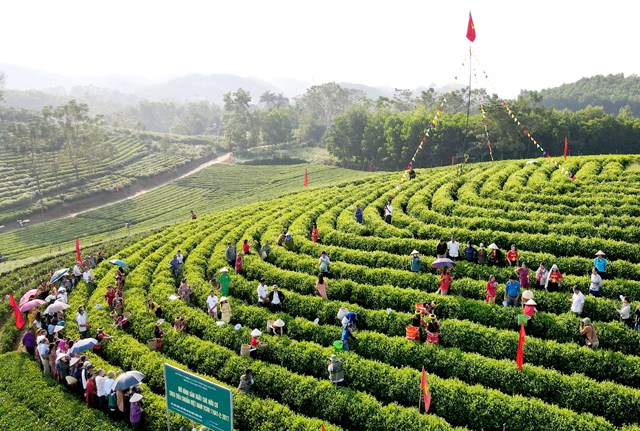 Ngày hội hái chè mùa Xuân.