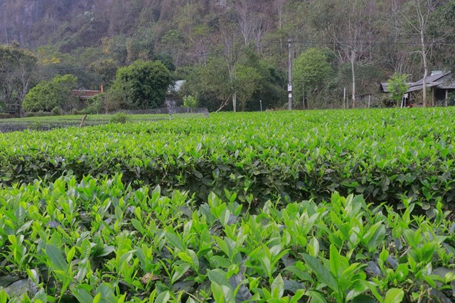 Vùng chè của HTX Trà an toàn Phú Đô (xã Phú Đô, huyện Phú Lương, tỉnh Thái Nguyên).