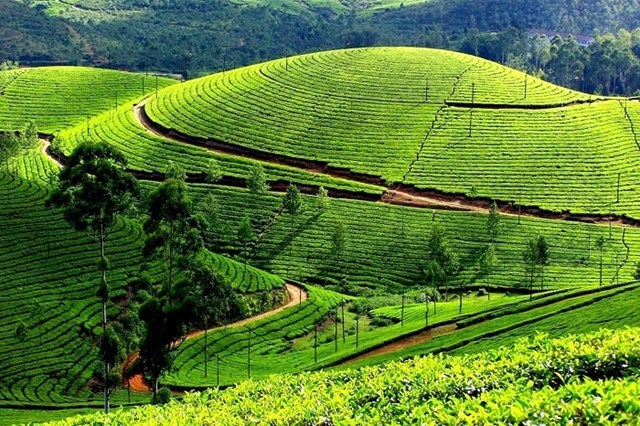 Cho đến nay, trồng và sản xuất, chế biến trà là hình thức phát triển kinh tế nổi bật tại vùng đất Thái Nguyên. Trà Thái Nguyên trở thành thứ đặc sản không thể thiếu khi nhắc đến địa danh này.