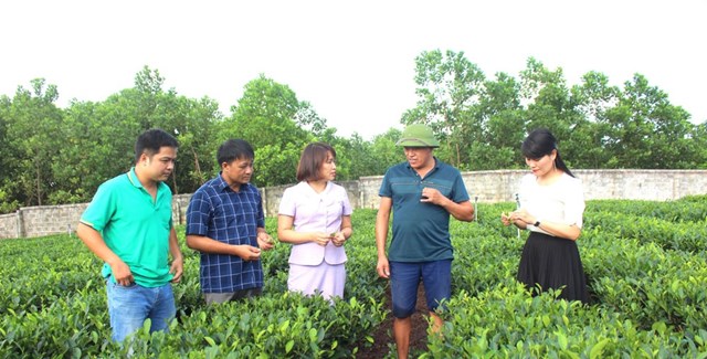 Cán bộ chuyên môn TP. Thái Nguyên hướng dẫn người dân xã Phúc Trìu sản xuất chè theo hướng hữu cơ.
