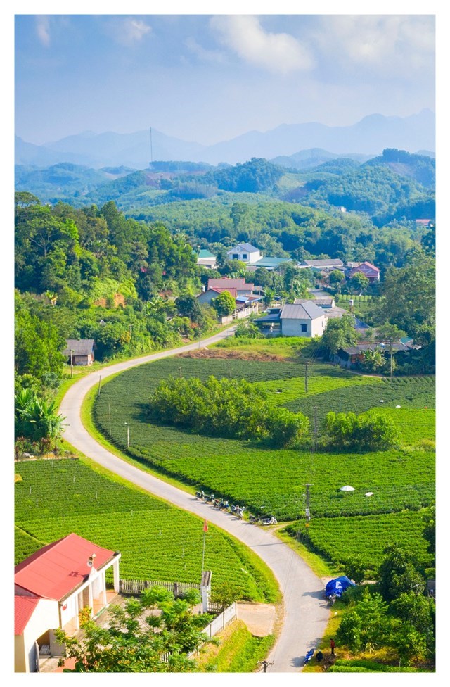 Nương ch&egrave; tr&ecirc;n địa b&agrave;n x&atilde; Y&ecirc;n Lạc.