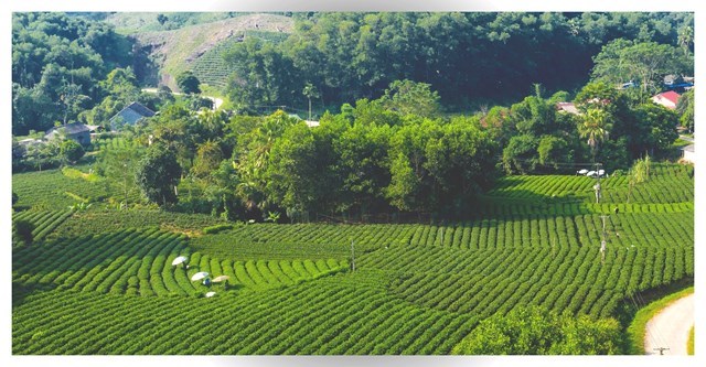 Vùng chè xã Yên Lạc, huyện Phú Lương, tỉnh Thái Nguyên.