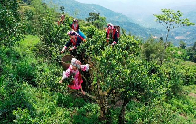 Bà con dân tộc Dao xã Thông Nguyên huyện Hoàng Su Phì thu hái chè Shan cổ thụ.