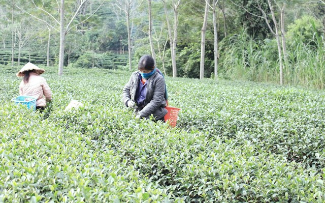 những năm gần đây, người dân Yên Lạc còn tích cực ứng dụng khoa học - kỹ thuật để sản xuất chè