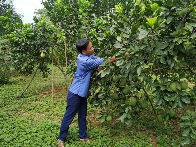 Mô hình trồng bưởi Diễn theo tiêu chuẩn VietGAP của tổ hợp tác bưởi Diễn Cự Thắng mang lại hiệu quả kinh tế cao, góp phần nâng cao thu nhập cho các thành viên.