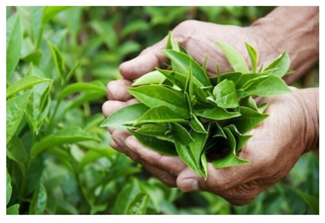 Trà xanh được làm từ lá của cây Camellia sinensis, có thể giúp phân hủy axit béo, hỗ trợ giảm cân.