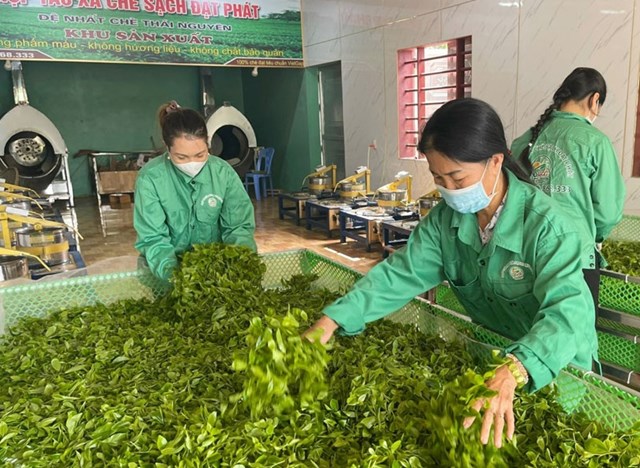 Thành viên Hợp tác xã chè sạch Đạt Phát (ở xóm Liên Hồng 2, xã Vô Tranh, Phú Lương) chế biến chè.
