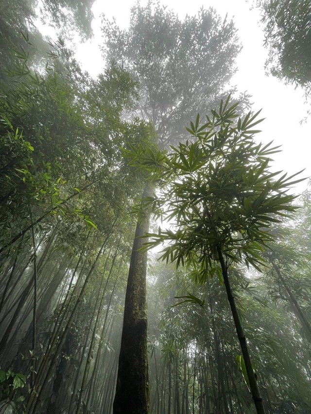  Cây chè cổ ở Núi Bóng, Đại Từ (Thái Nguyên) ẩn mình trong rừng xanh với chiều cao từ 20 đến hơn 30m, có chu vi gốc chừng 90-150cm. Ảnh: Hoàng Tuấn.