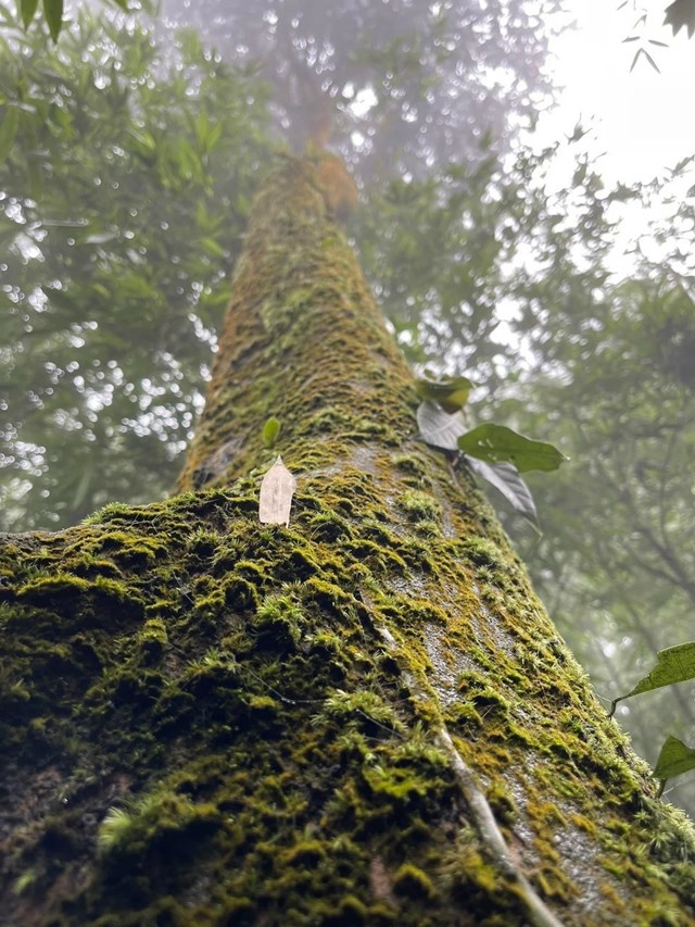 Riêu phong bao phủ thân của cây chè ở Núi Bóng, xã Minh Tiến, Huyện Đại Từ (Thái Nguyên). Ảnh: Hoàng Tuấn.