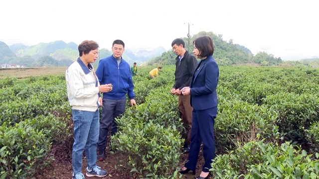 Bà Nguyễn Thị Bình và các thành viên hợp tác xã cùng xây dựng vùng nguyên liệu sạch, đảm bảo các tiêu chuẩn về chất lượng.