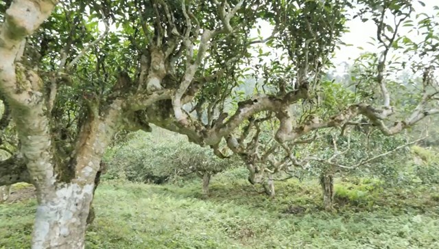 Những cây chè shan tuyết cổ thụ ở Túng Sán.
