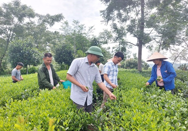 Thành phố Sông Công hiện có khoảng 450ha chè sản xuất, tập trung ở các xã, phường: Bình Sơn, Bá Xuyên, Châu Sơn, Lương Sơn...