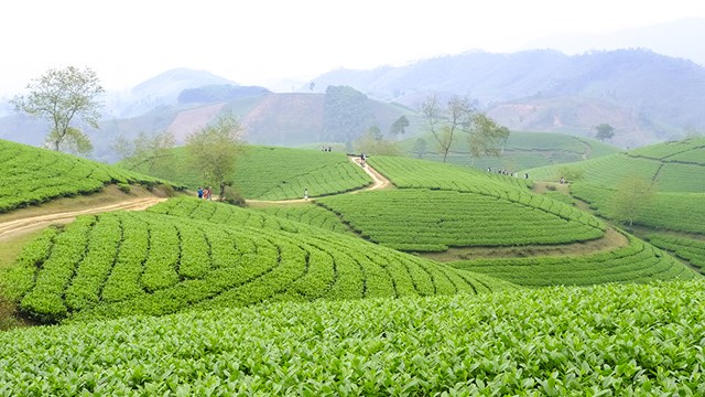 Đồi chè Long Cốc - điểm đến hấp dẫn trong bản đồ du lịch Phú Thọ.