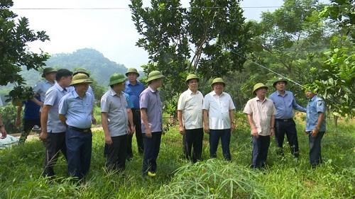 Chủ tịch UBND tỉnh Phú Thọ thăm mô hình trồng bưởi của huyện Thanh Sơn.