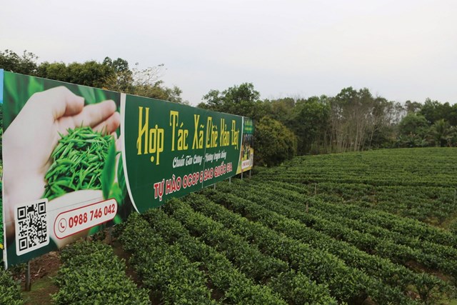 Hợp tác xã chè Hảo Đạt, xã Tân Cương, TP. Thái Nguyên