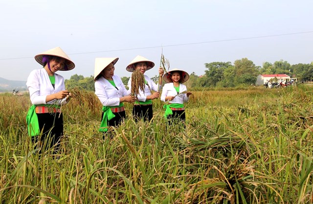 Nếp quạ đen cho hiệu quả kinh tế cao...