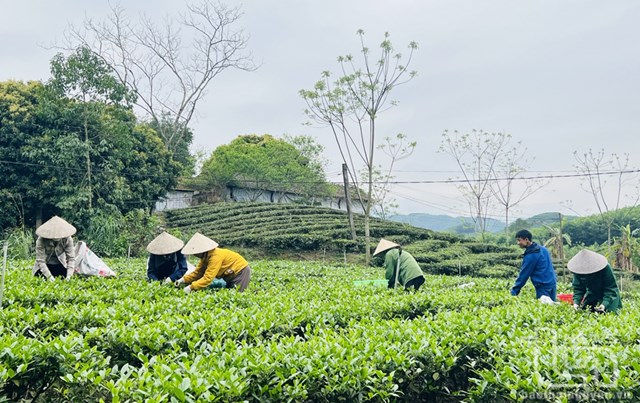 Thành viên Hợp tác xã trà Cao Sơn (xã Bình Sơn, TP. Sông Công) thu hái chè xuân.