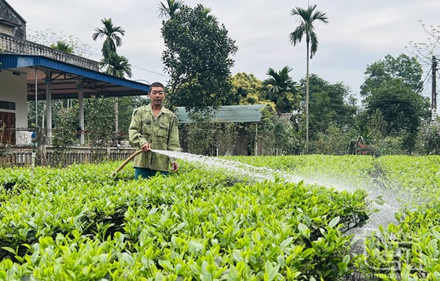 Toàn bộ 1.000m2 chè của gia đình ông Hoàng Văn Phúc (ở xóm Bình Định 2, xã Bình Sơn, TP. Sông Công) đều là chè lai.