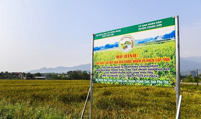 Mô hình sản xuất lúa nếp đặc sản Quạ Đen, huyện Thanh Sơn không chỉ nâng cao thu nhập cho người dân mà còn góp phần bảo tồn, lưu giữ được giống lúa nếp đặc sản truyền thống của địa phương. Mô hình “Giống lúa nếp Quạ Đen - đặc sản của địa phương” được huyện Thanh Sơn trồng thử nghiệm từ vụ mùa năm 2020 tại xã Thắng Sơn với diện tích 3ha, đến năm 2023 đã tăng lên 93,6ha tại 3 xã Thắng Sơn, Cự Đồng và Yên Sơn.