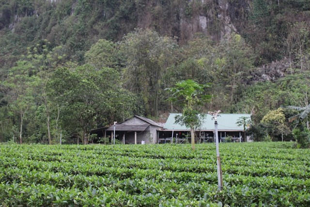 ùng nguyên liệu chè của HTX trà an toàn Phú Đô, xã Phú Đô, huyện Phú Lương. Ảnh: Phi Long.