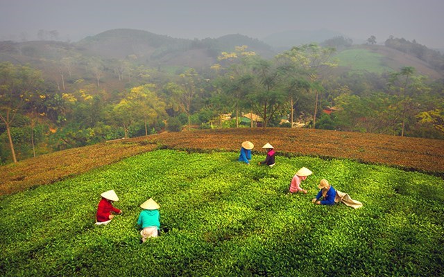 Các hộ dân thuộc HTX chè Văn Miếu, huyện Thanh Sơn thu hái chè búp tươi.