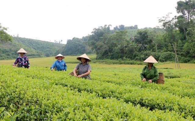 Thu hoạch chè tại Hợp tác xã chè Văn Miếu, huyện Thanh Sơn.