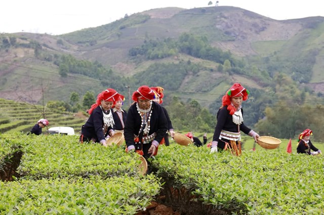 Cây chè mang lại thu nhập ổn định cho hàng nghìn hộ dân trên địa bàn tỉnh.