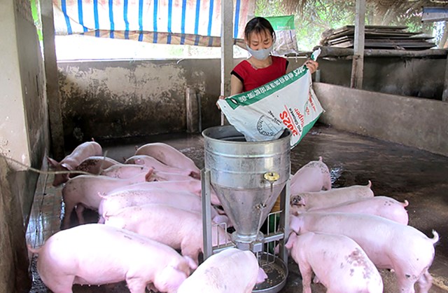 Nhờ phát triển chăn nuôi, nhiều hộ nông dân ở huyện Thanh Sơn đã vươn lên thoát nghèo.