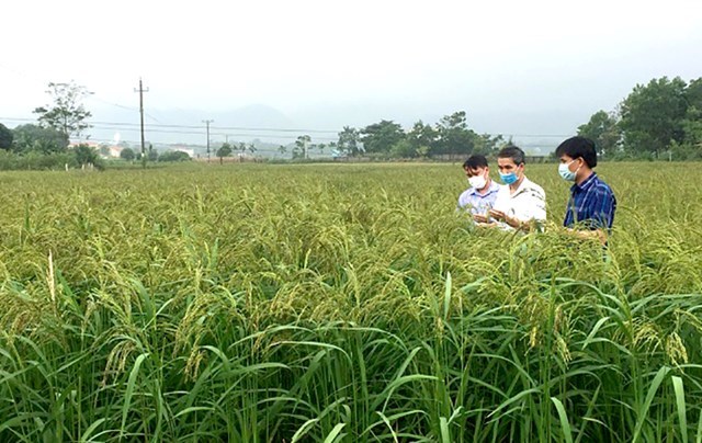 Mô hình lúa nếp đặc sản Quạ đen tại xã Thắng Sơn, huyện Thanh Sơn cho năng suất và thu nhập cao.