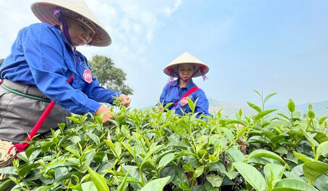 Cây chè bén rễ trên đất Tân Uyên từ những năm 68 của thế kỷ trước.