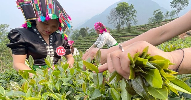 Nông dân Tân Uyên thi hái, sao chè...