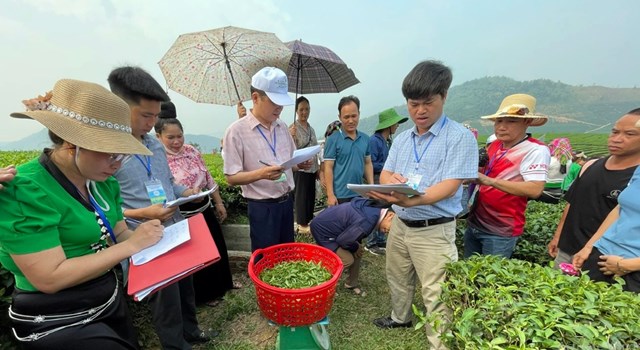 Ban Giám khảo cân trọng lượng kiểm tra ngay tại đầu luống.