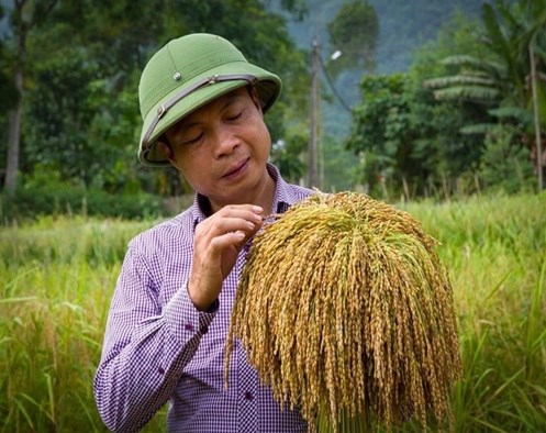 Ông Khúc Ngọc Tung chủ tịch HĐQT - Giám đốc HTX sản xuất gạo nếp Gà gáy Mỹ Lung và kinh doanh dịch vụ tổng hợp bên những bông lúa chín vàng óng.