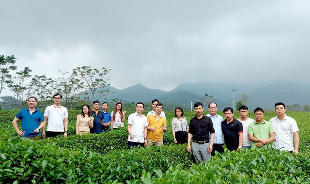 Du khách đến thăm vườn chè đặc sản Ngọc Thúy của Hợp tác xã Dịch vụ nông nghiệp Sử Anh (Yên Sơn).