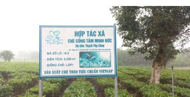 Lô chè sản xuất theo tiêu chuẩn VietGAP của HTX chè Công Tâm Minh Đức.