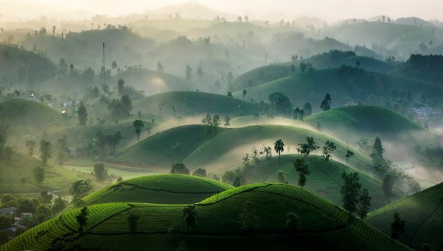 Đồi chè Long Cốc tại huyện Tân Sơn, tỉnh Phú Thọ, cách Hà Nội khoảng 125 km, và khoảng 70 km từ trung tâm thành phố Việt Trì. Những “ốc đảo chè” khiến Long Cốc được mệnh danh là “vịnh Hạ Long vùng trung du”.