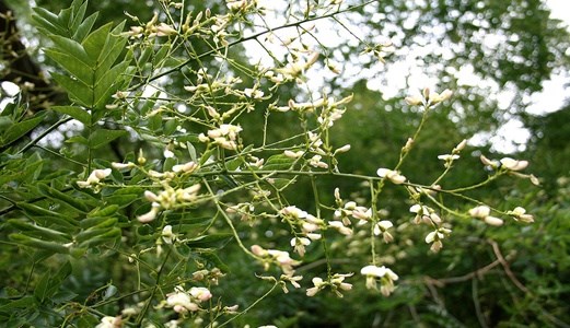 Cây hoa hòe để che bóng cho nương chè (Sophora japonica L) thuộc họ đậu (Fabaceae).