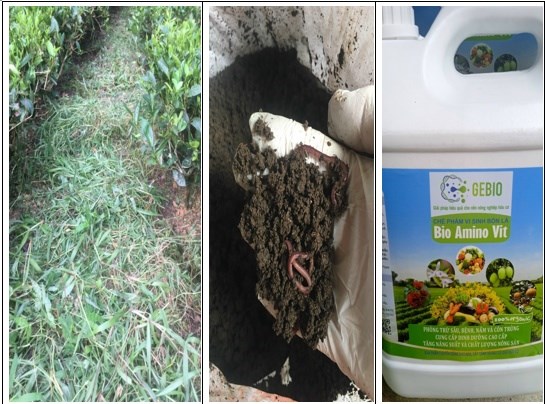 HTX trà an toàn Phú Đô (Phú Lương, Thái Nguyên) cắt nhổ cỏ dại, đồng thời bổ sung phân trùn quế và phun chế phẩm Gebio phòng ngừa sâu bệnh hại cho nương chè hữu cơ.