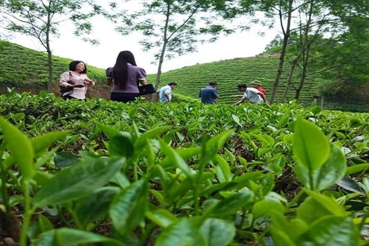 Du khách đến HTX trà an toàn Phú Đô (Phú Lương, Thái Nguyên) thăm quan, trải nghiệm, checkin, thưởng thức và mua sản phẩm trà xanh hữu cơ tại nông trại.