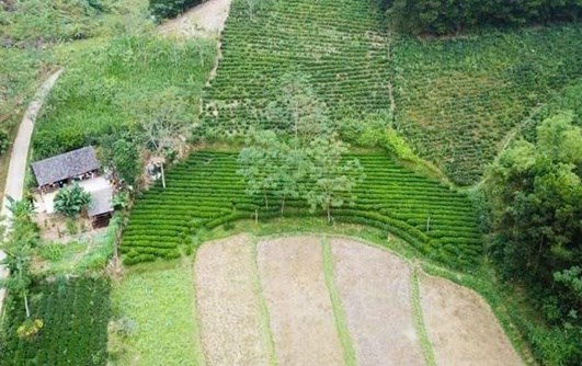 Một phần vùng nguyên liệu chè (trà) hữu cơ của HTX trà an toàn Phú Đô tại xóm Phú Thọ, Phú Đô, Phú Lương (Thái Nguyên).