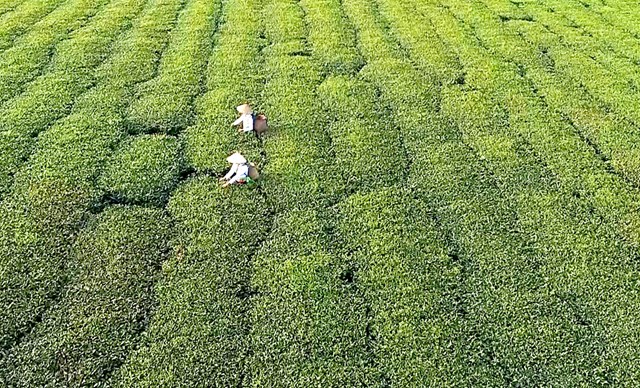 Chè là cây trồng chủ lực giúp người dân xã Địch Quả phát triển kinh tế, giảm nghèo bền vững.
