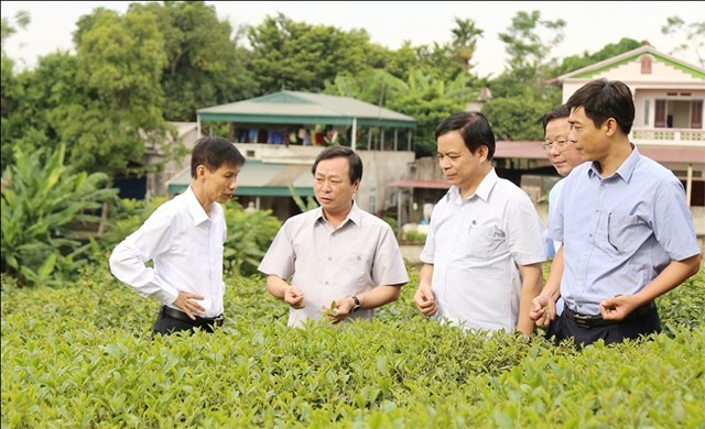Chủ tịch UBND tỉnh Bùi Văn Quang và đoàn công tác thăm mô hình thí nghiệm,  trồng và chế biến khảo nghiệm giống chè mới chất lượng cao tại Viện KHKT Nông lâm nghiệp miền núi phía Bắc.