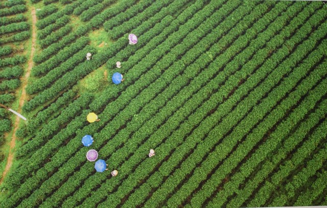 V&ugrave;ng nguy&ecirc;n liệu Farm Tr&agrave; Việt T&uacute; tại x&atilde; Quảng Long, huyện Hải H&agrave;, tỉnh Quảng Ninh.&nbsp;