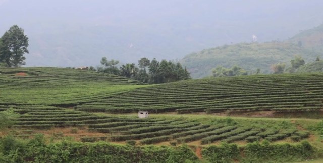 Vùng trồng chè xã Phú Nhuận.