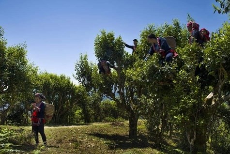 Người dân tộc Dao Đỏ ở xã Thông Nguyên, huyện Hoàng Su Phì (Hà Giang) thu hái chè Shan tuyết cổ thụ.