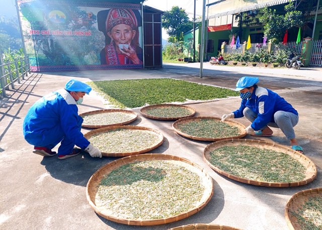 Thành viên HTX sơ chế chè búp tươi, công đoạn đầu tiên để chế biến các sản phẩm Fìn Hò Trà.