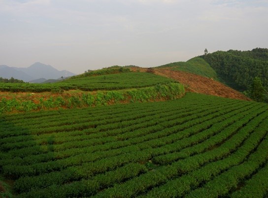 Vùng nguyên liệu được chăm sóc theo tiêu chuẩn hữu cơ Việt Nam 11041.